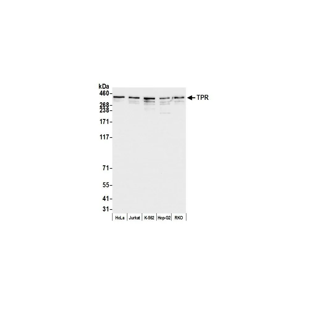 Rabbit anti-TPR Antibody, Affinity Purified