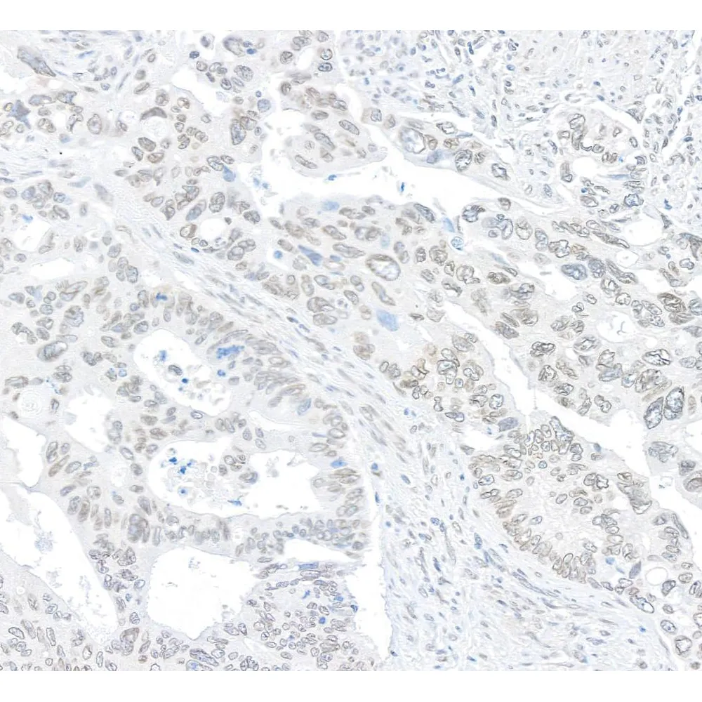 Rabbit anti-TPR Antibody, Affinity Purified