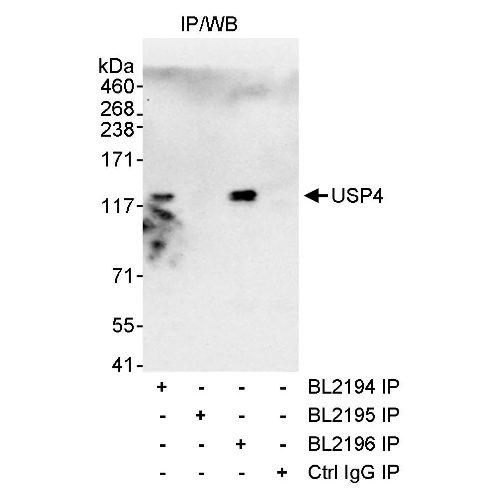 Rabbit anti-USP4 Antibody, Affinity Purified