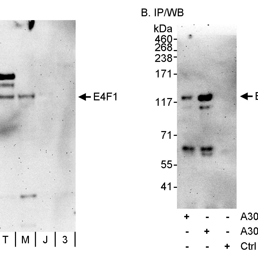 Rabbit anti-E4F1 Antibody, Affinity Purified