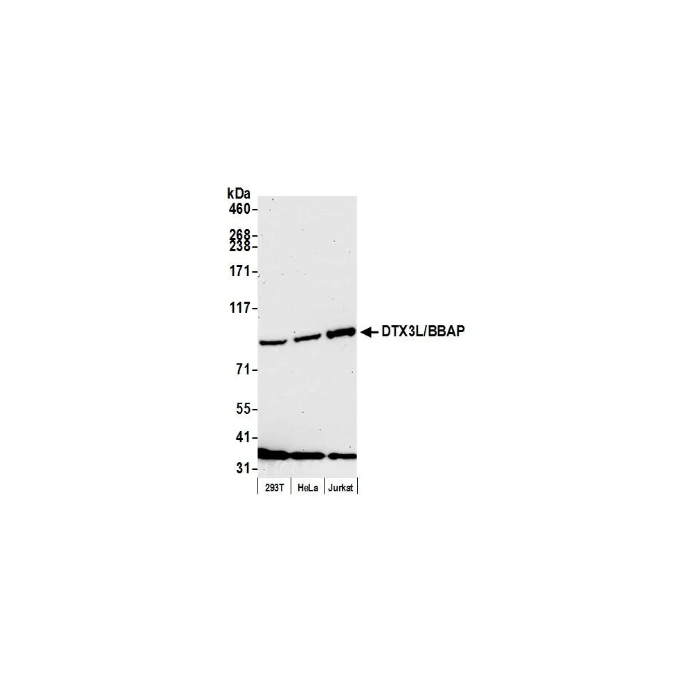 Rabbit anti-DTX3L/BBAP Antibody, Affinity Purified