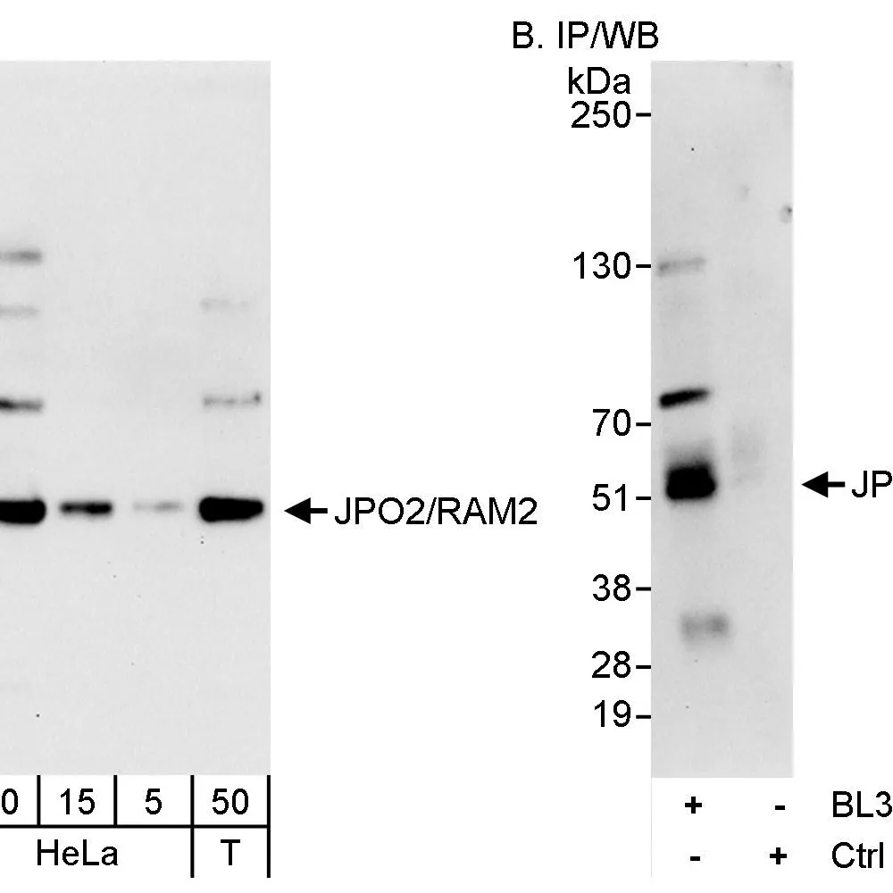 Rabbit anti-JPO2/RAM2 Antibody, Affinity Purified