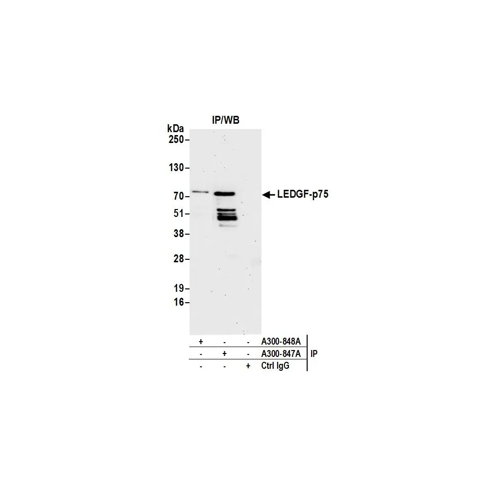 Rabbit anti-LEDGF/p75 Antibody, Affinity Purified