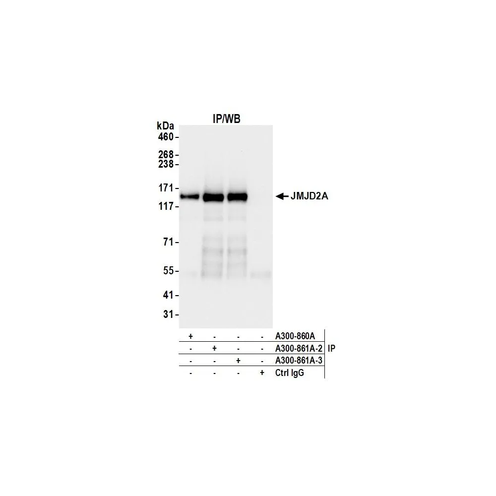 Rabbit anti-JMJD2A Antibody, Affinity Purified