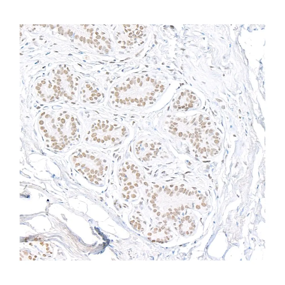 Rabbit anti-E1B-AP5 Antibody, Affinity Purified