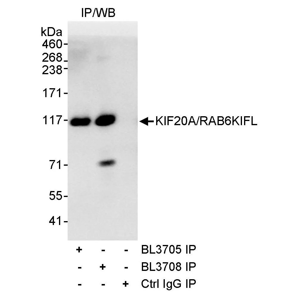 Rabbit anti-KIF20A/RAB6KIFL Antibody, Affinity Purified