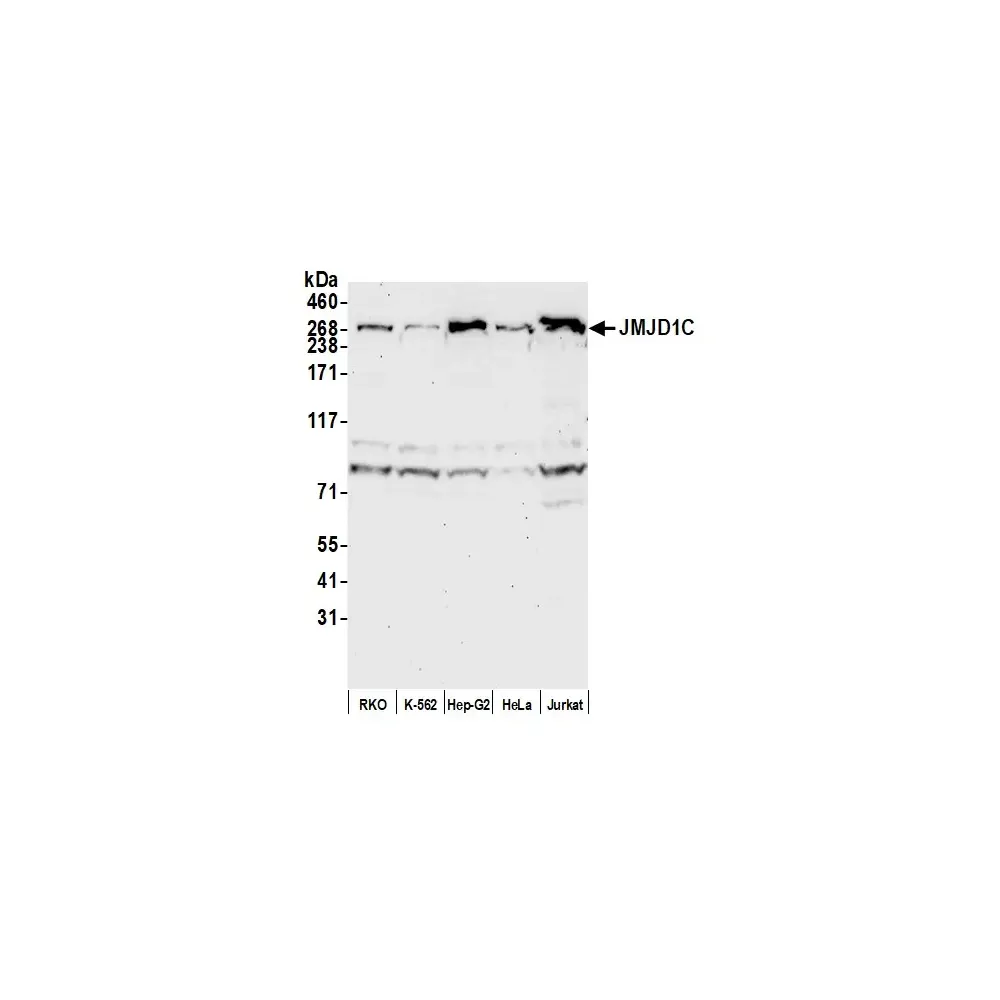 Rabbit anti-JMJD1C Antibody, Affinity Purified