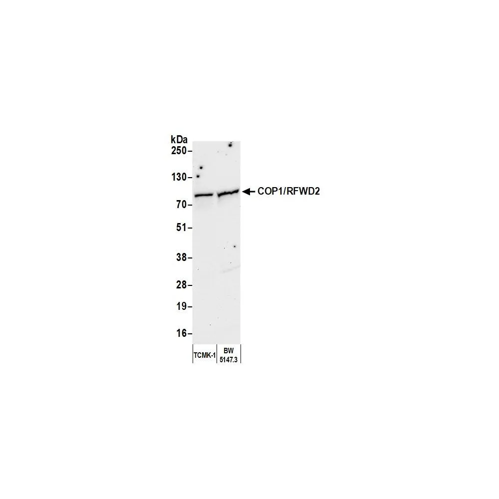 Rabbit anti-COP1/RFWD2 Antibody, Affinity Purified