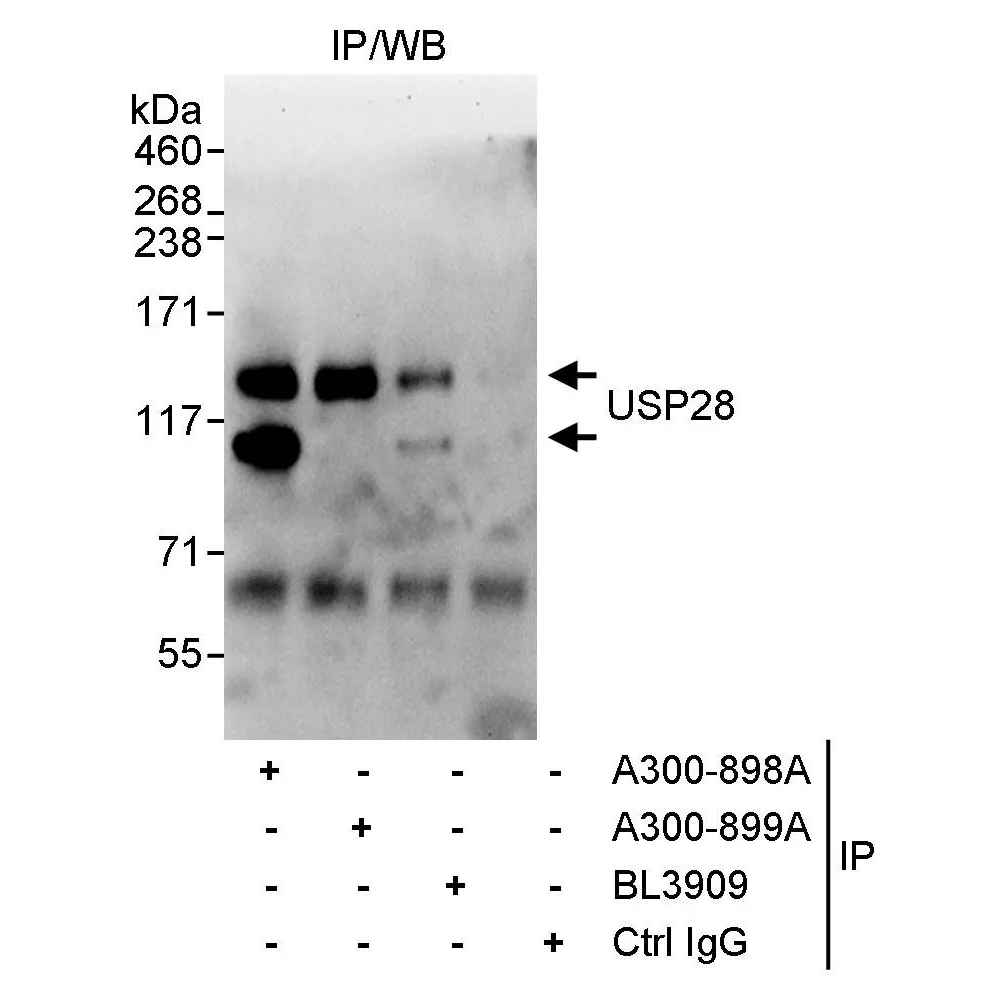 Rabbit anti-USP28 Antibody, Affinity Purified