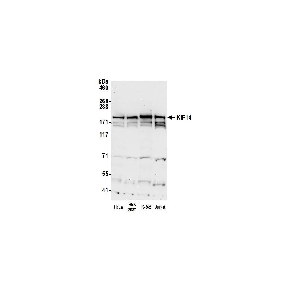 Rabbit anti-KIF14 Antibody, Affinity Purified