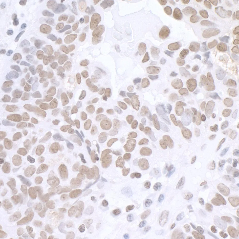 Rabbit anti-BCAS2 Antibody, Affinity Purified