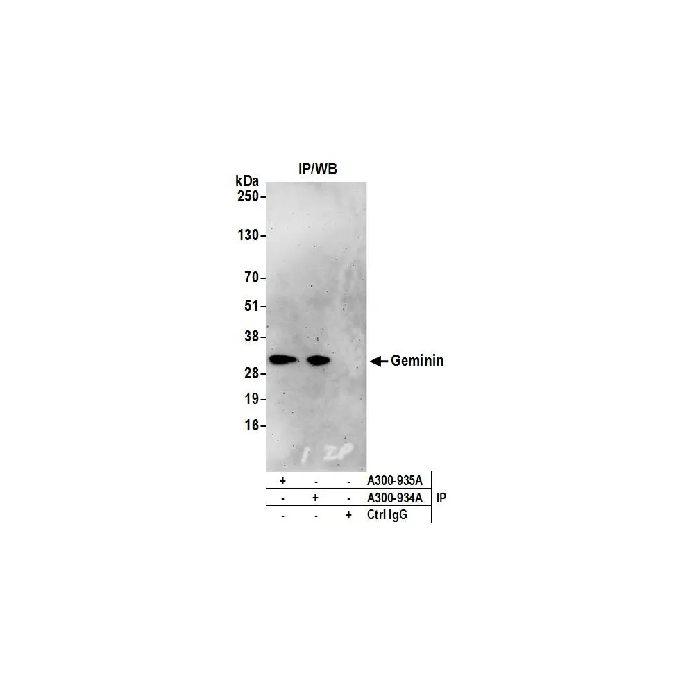 Rabbit anti-Geminin Antibody, Affinity Purified