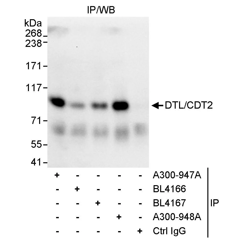 Rabbit anti-DTL/CDT2 Antibody, Affinity Purified