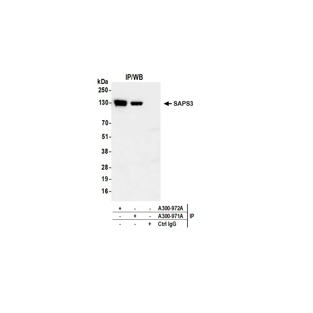 Rabbit anti-SAPS3 Antibody, Affinity Purified