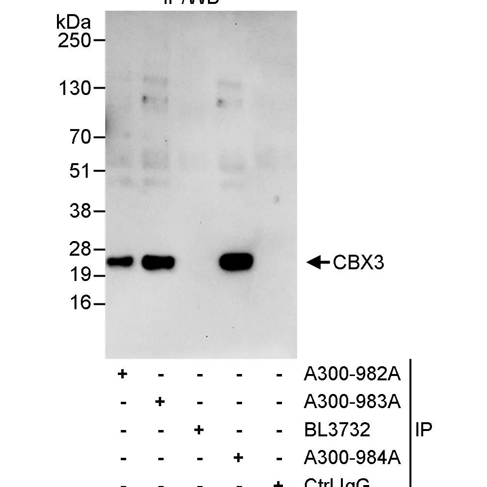 Rabbit anti-CBX3 Antibody, Affinity Purified