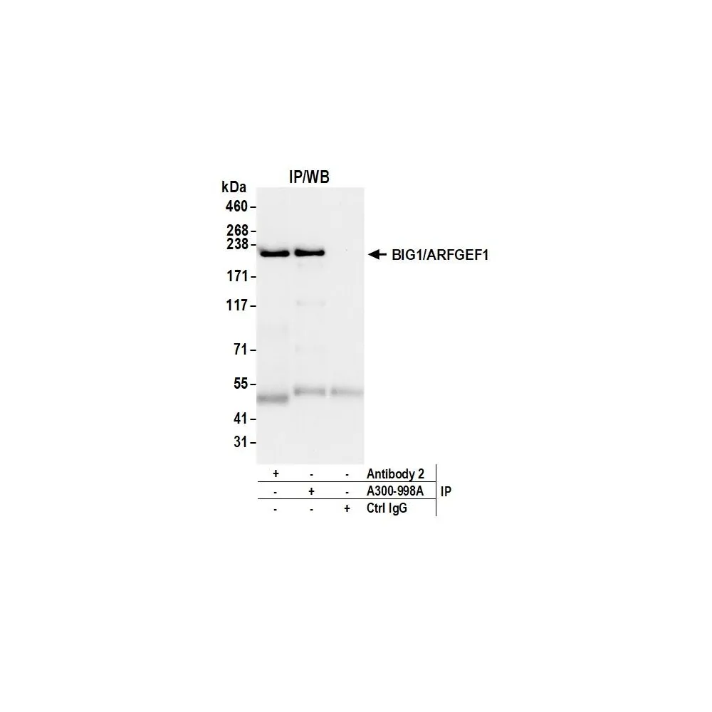 Rabbit anti-BIG1/ARFGEF1 Antibody, Affinity Purified