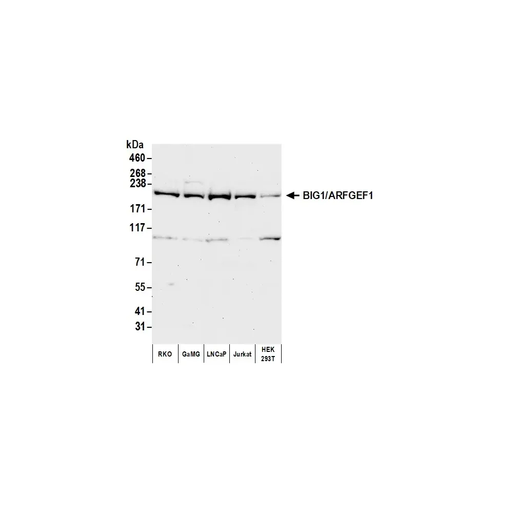 Rabbit anti-BIG1/ARFGEF1 Antibody, Affinity Purified