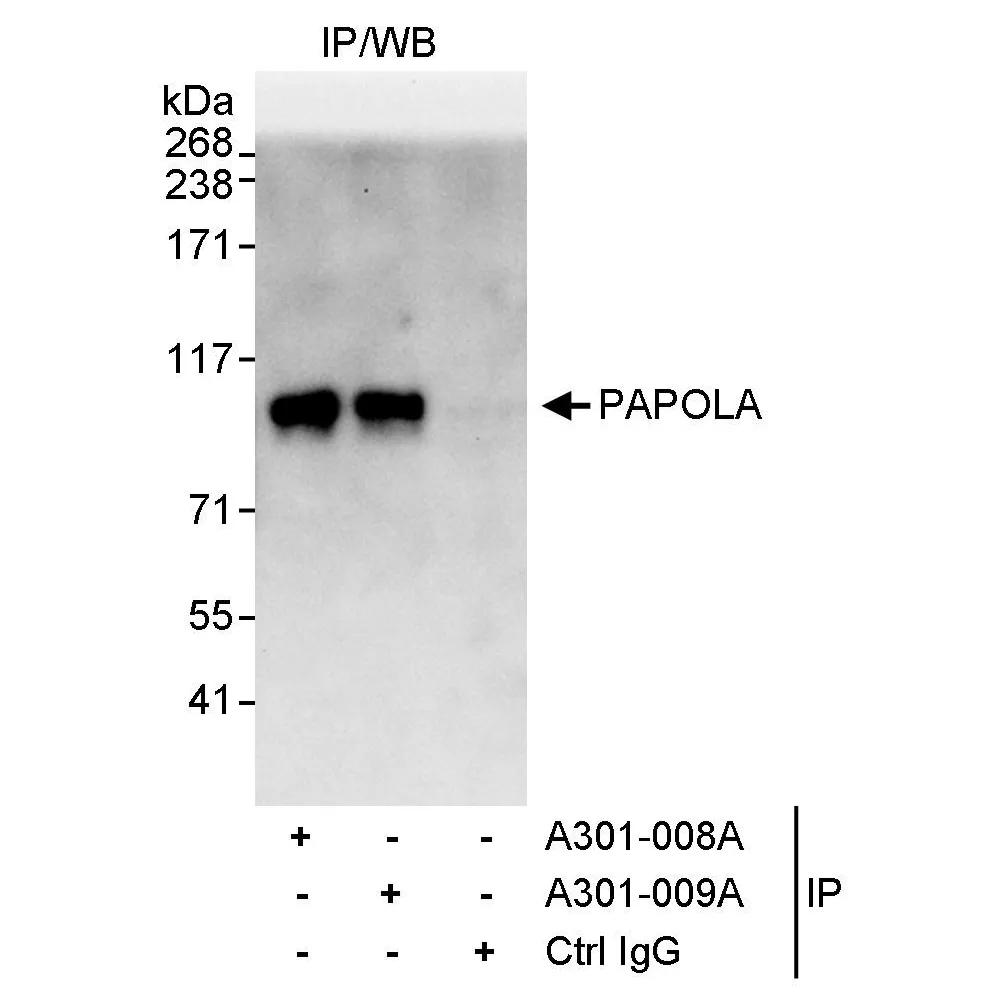 Rabbit anti-PAPOLA Antibody, Affinity Purified