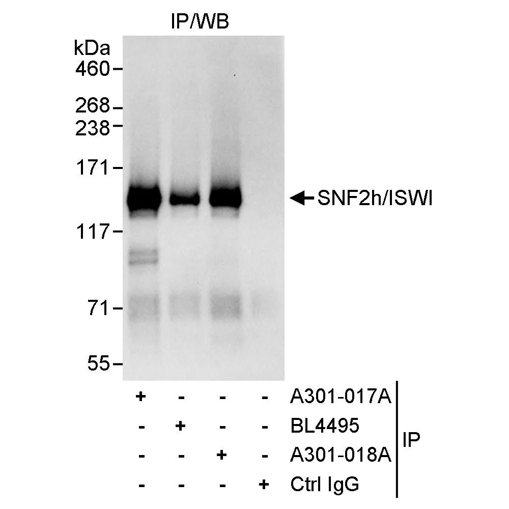 Rabbit anti-SNF2h/ISWI Antibody, Affinity Purified
