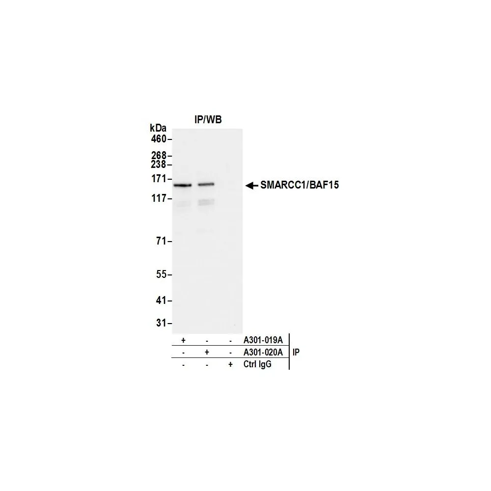 Rabbit anti-SMARCC1/BAF155 Antibody, Affinity Purified