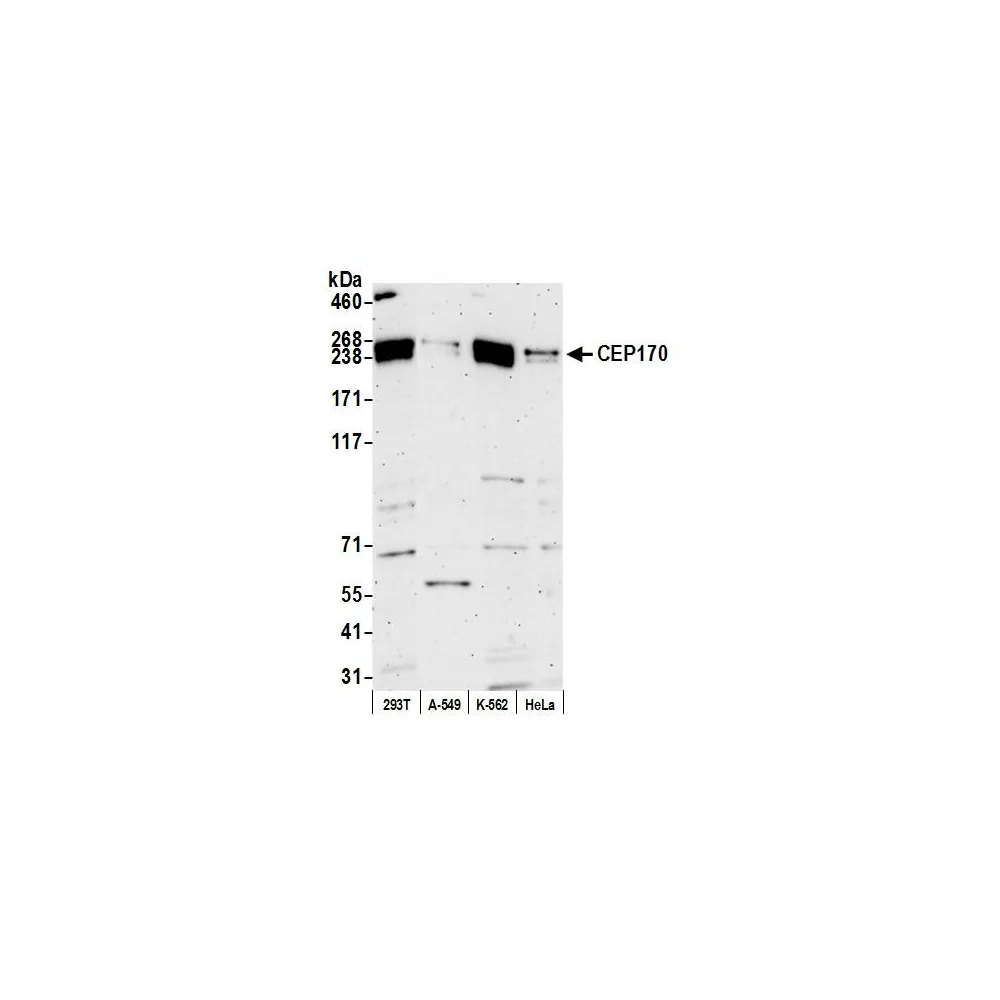 Rabbit anti-CEP170 Antibody, Affinity Purified