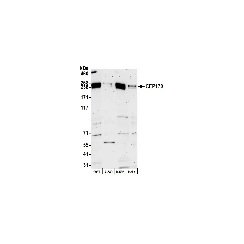 Rabbit anti-CEP170 Antibody, Affinity Purified