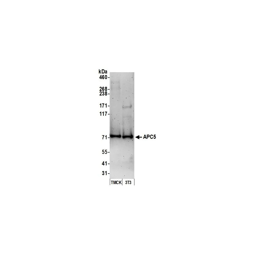 Rabbit anti-APC5 Antibody, Affinity Purified
