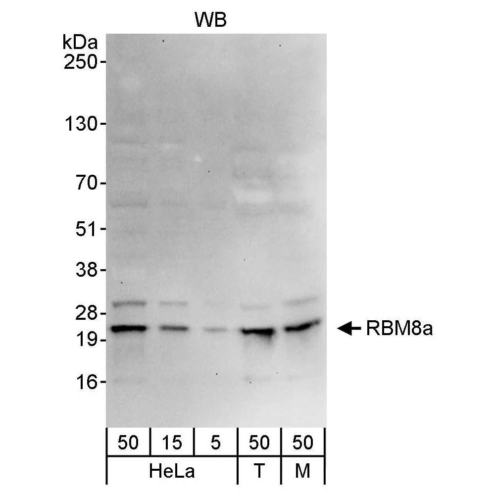 Rabbit anti-RBM8a Antibody, Affinity Purified