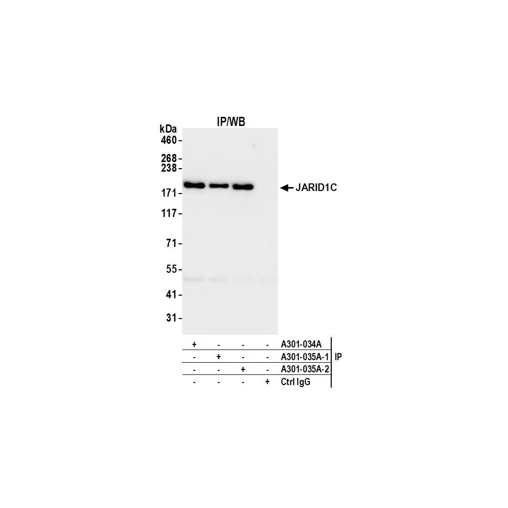 Rabbit anti-JARID1C Antibody, Affinity Purified