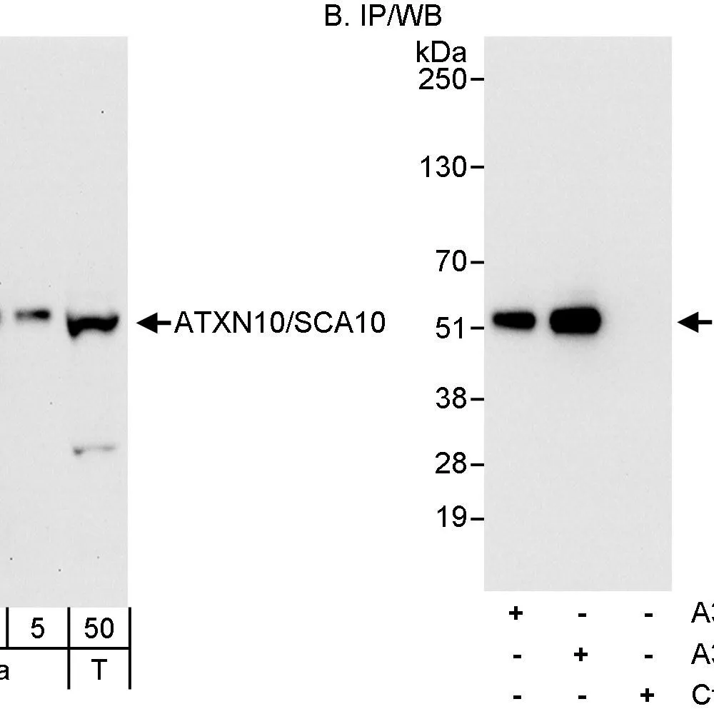 Rabbit anti-ATXN10/SCA10 Antibody, Affinity Purified