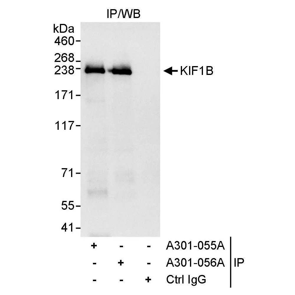 Rabbit anti-KIF1B Antibody, Affinity Purified