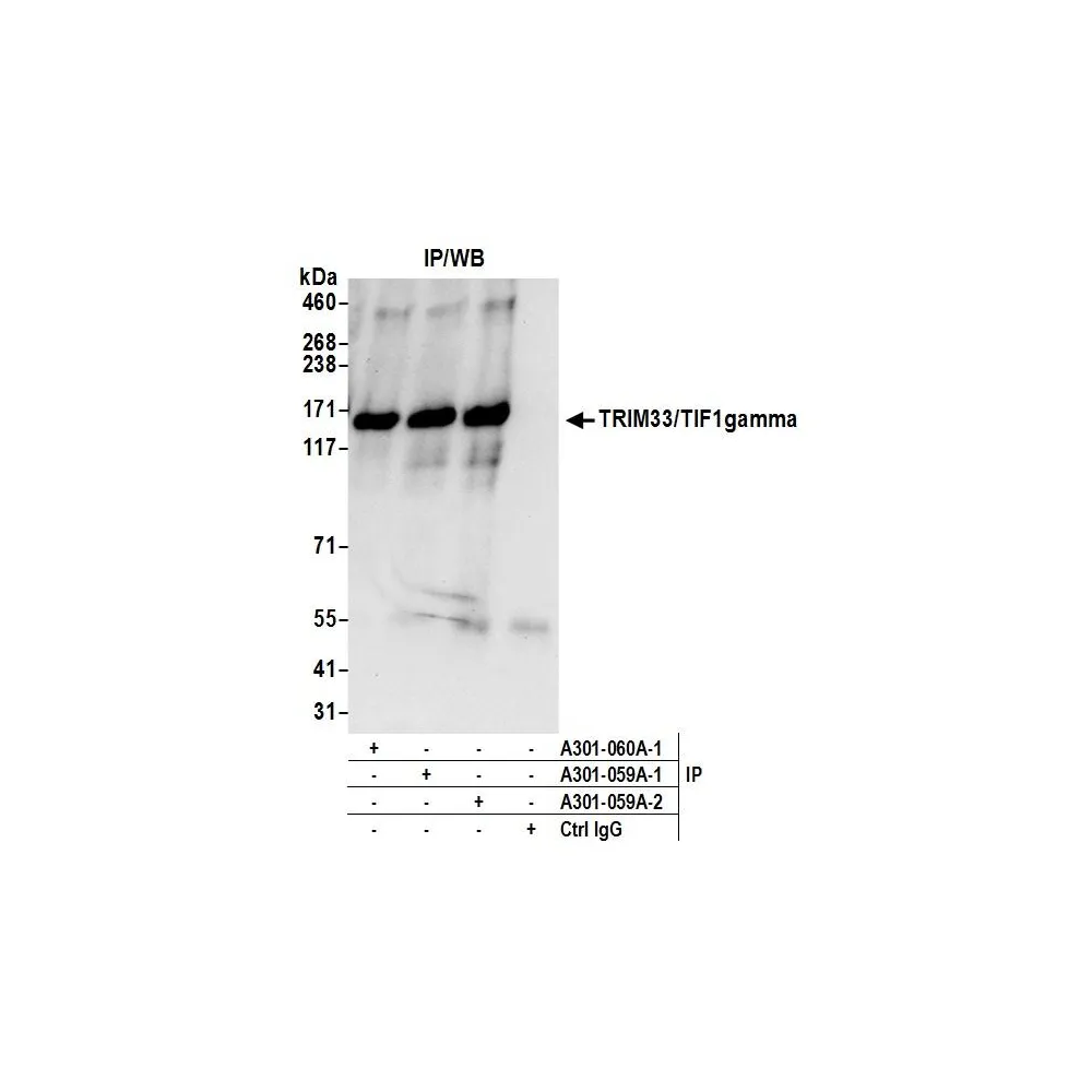 Rabbit anti-TRIM33/TIF1gamma Antibody, Affinity Purified