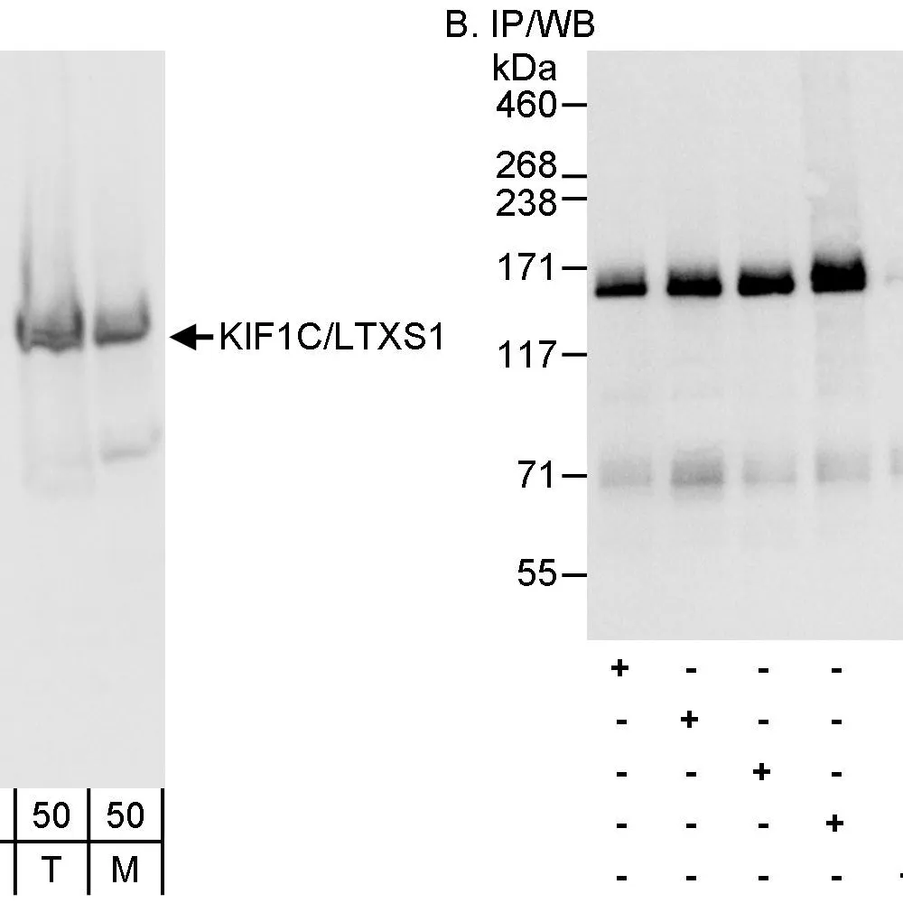 Rabbit anti-KIF1C/LTXS1 Antibody, Affinity Purified