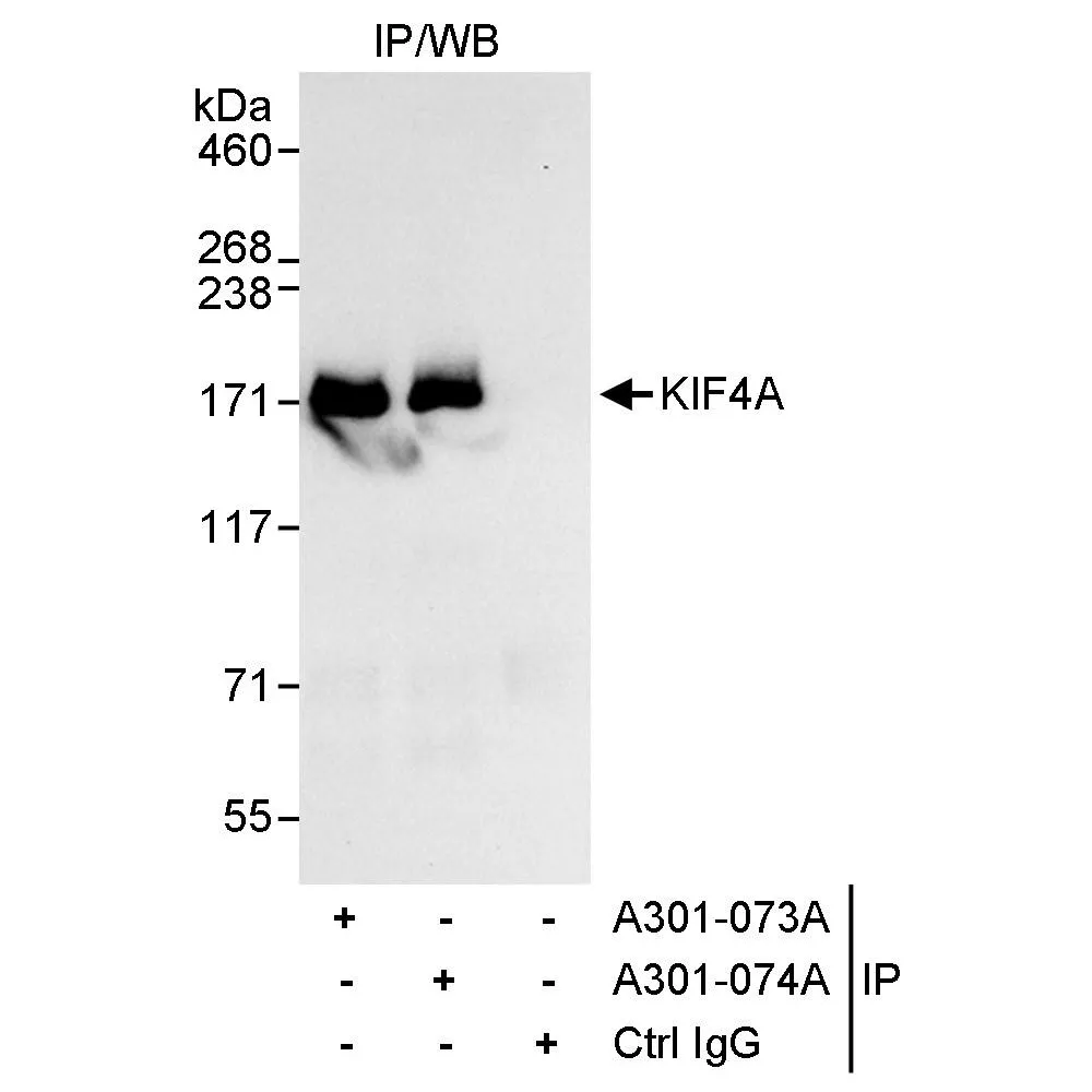 Rabbit anti-KIF4A Antibody, Affinity Purified