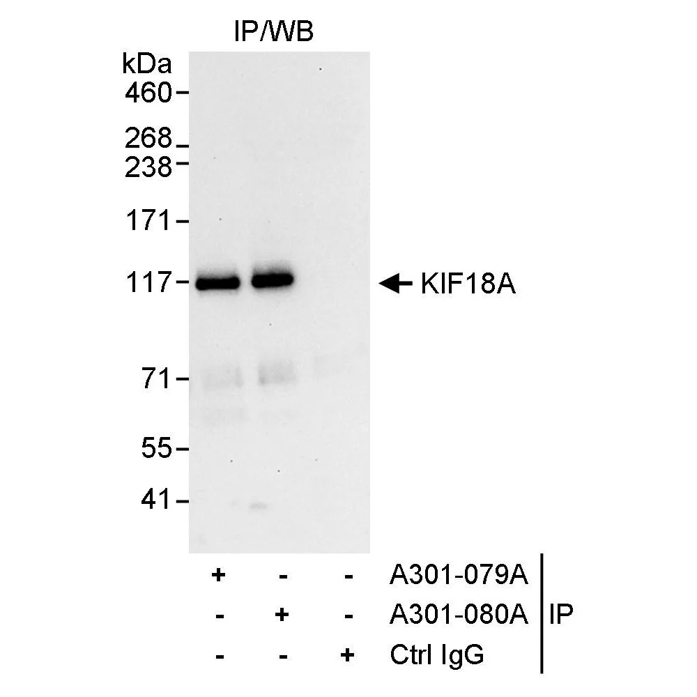 Rabbit anti-KIF18A Antibody, Affinity Purified