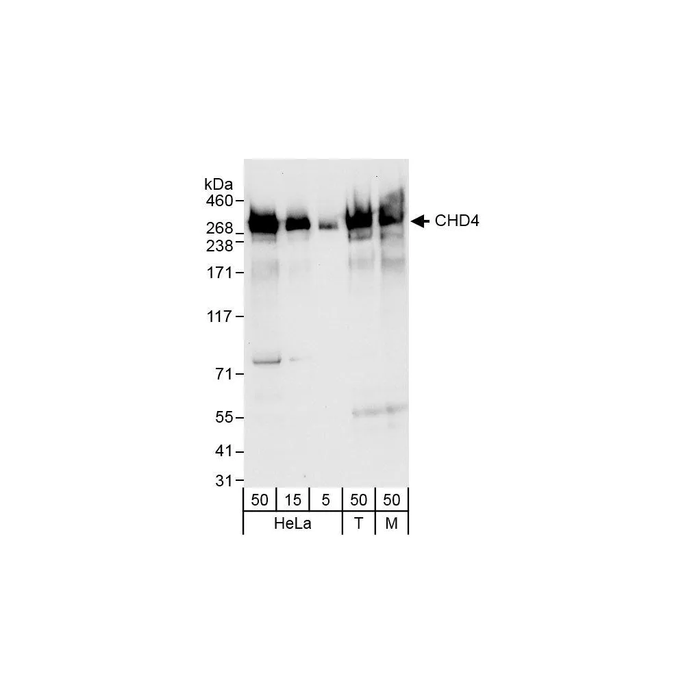 Rabbit anti-CHD4 Antibody, Affinity Purified