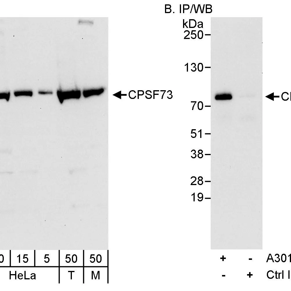 Rabbit anti-CPSF73 Antibody, Affinity Purified