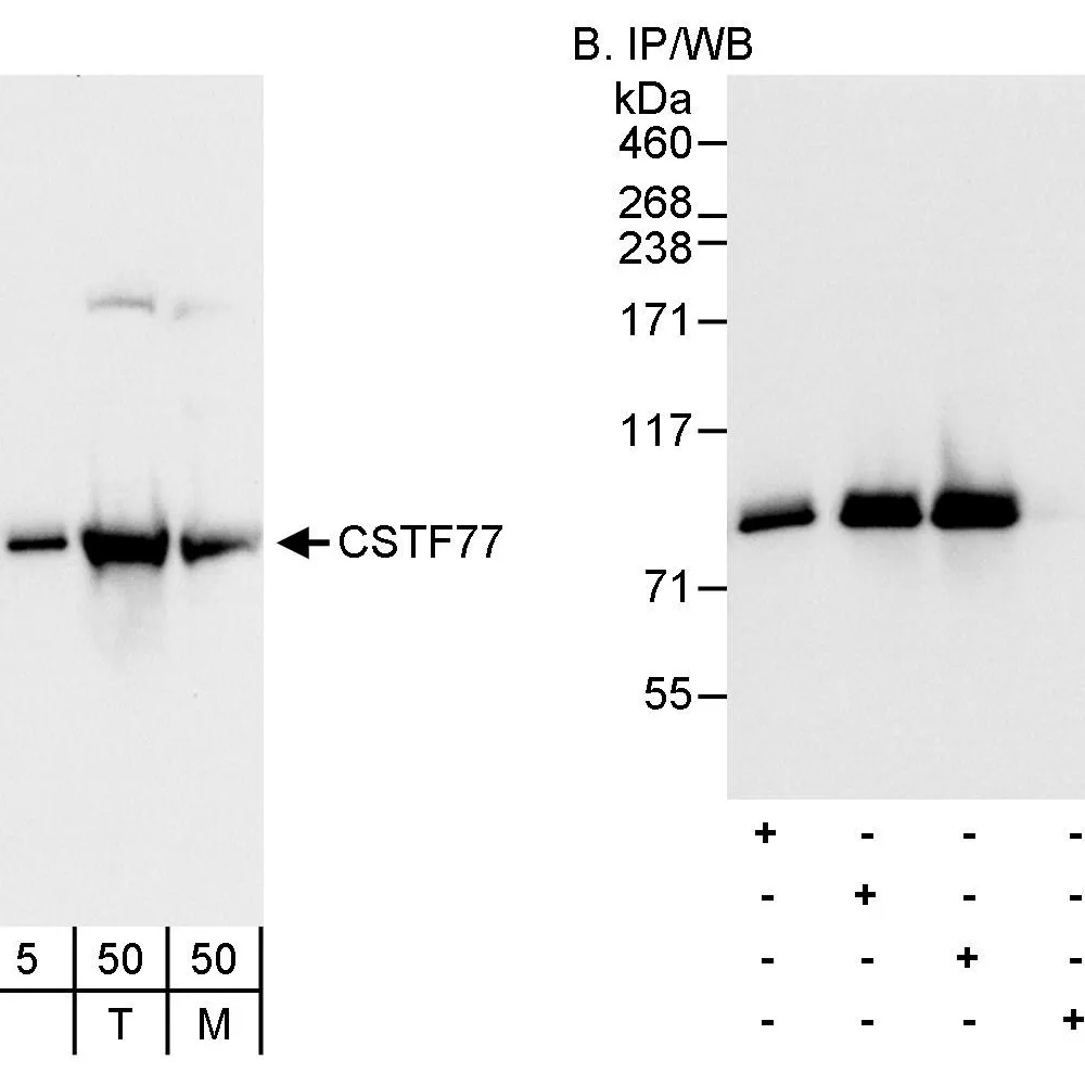 Rabbit anti-CSTF77 Antibody, Affinity Purified