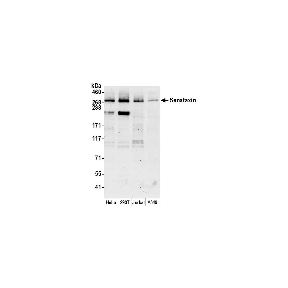 Rabbit anti-Senataxin Antibody, Affinity Purified