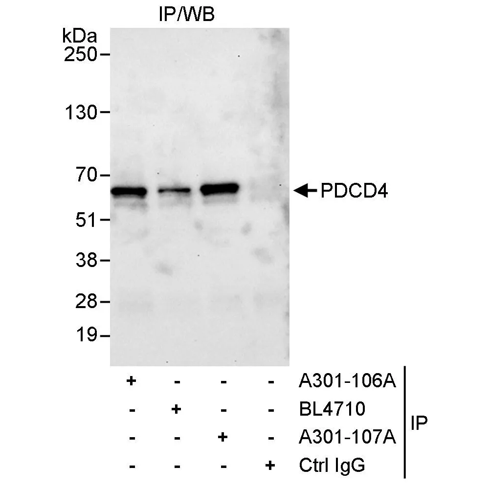 Rabbit anti-PDCD4 Antibody, Affinity Purified