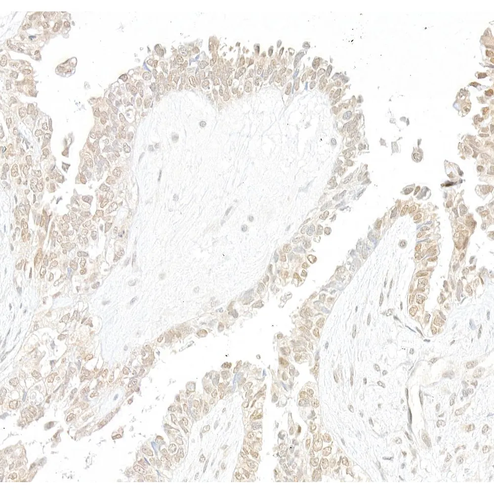 Rabbit anti-Cul3 Antibody, Affinity Purified
