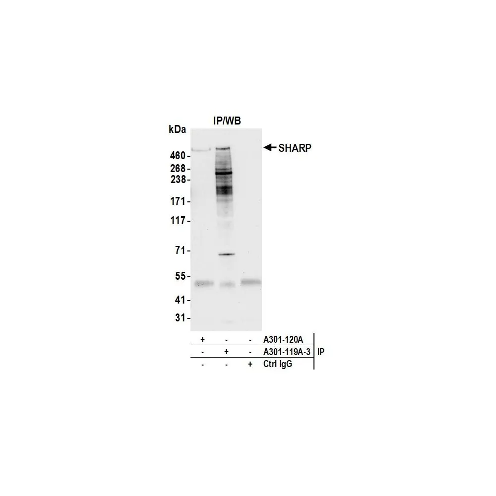 Rabbit anti-SHARP Antibody, Affinity Purified