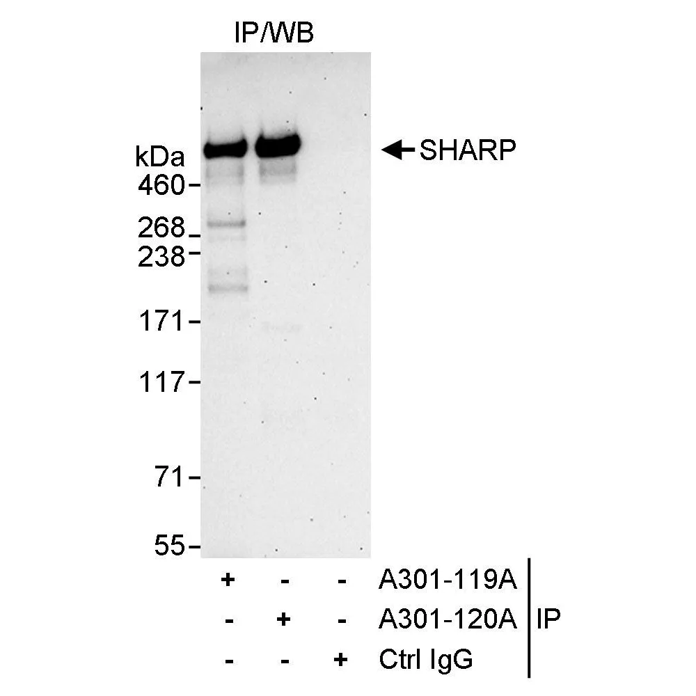 Rabbit anti-SHARP Antibody, Affinity Purified