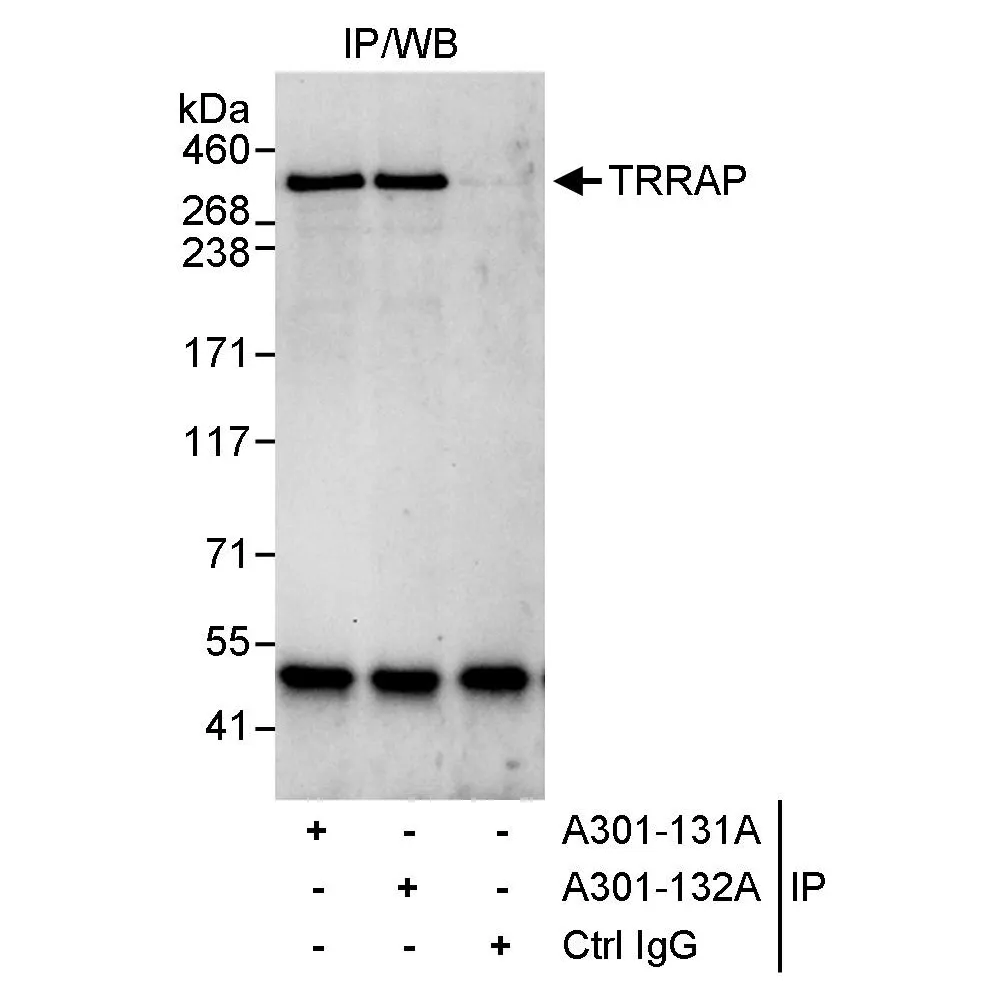 Rabbit anti-TRRAP Antibody, Affinity Purified