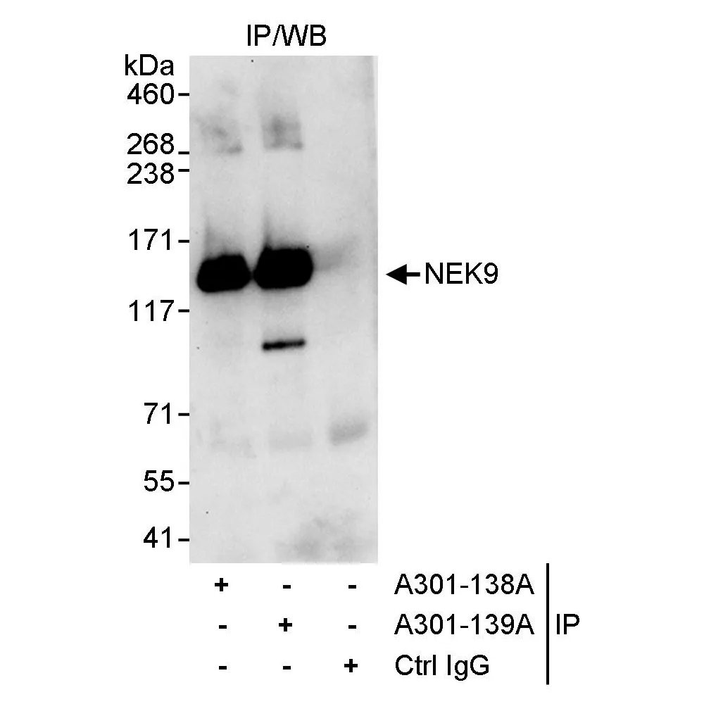 Rabbit anti-NEK9 Antibody, Affinity Purified