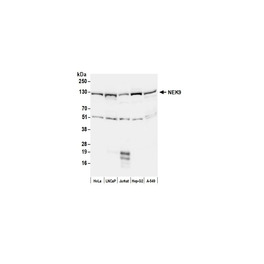 Rabbit anti-NEK9 Antibody, Affinity Purified