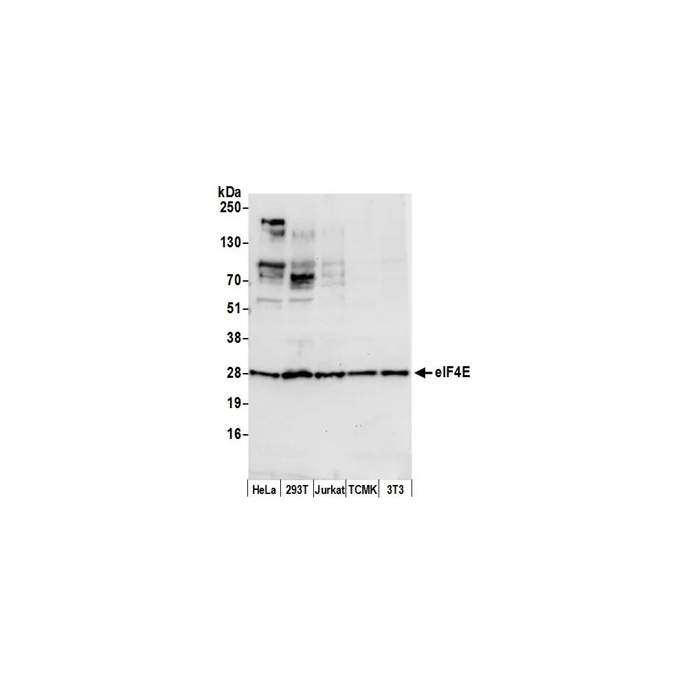 Rabbit anti-eIF4E Antibody, Affinity Purified