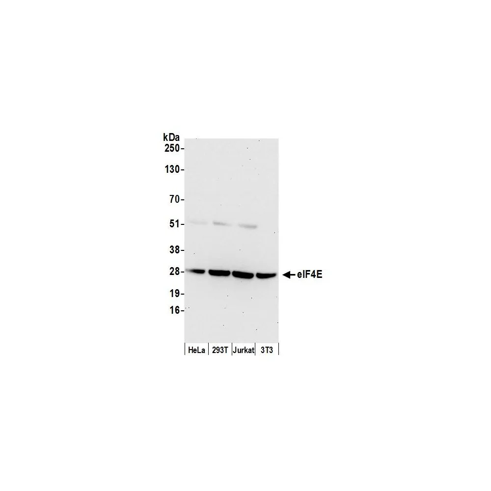 Rabbit anti-eIF4E Antibody, Affinity Purified