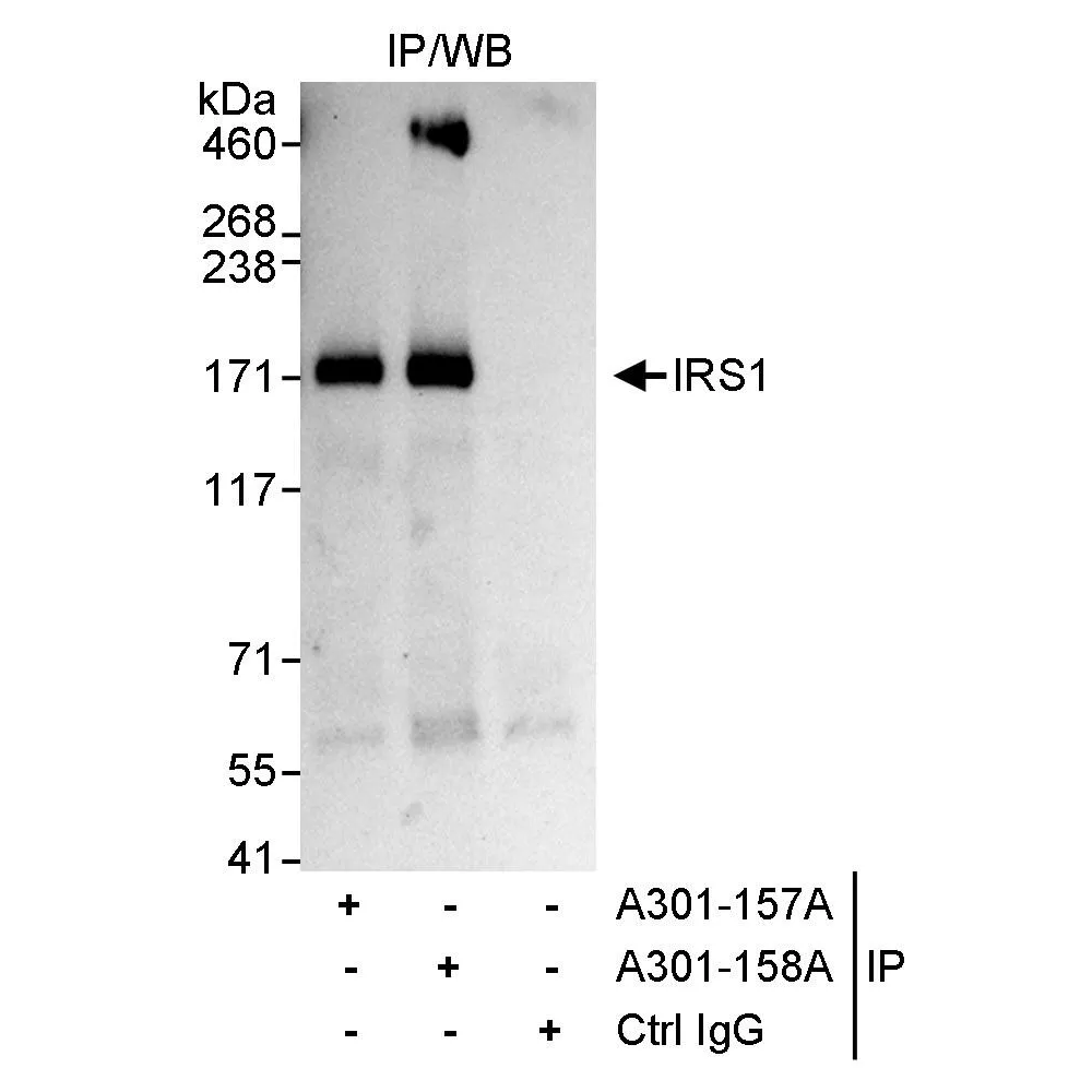 Rabbit anti-IRS1 Antibody, Affinity Purified