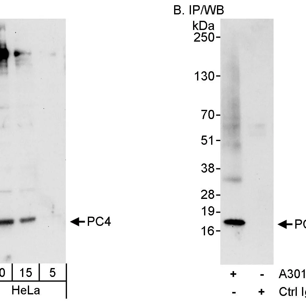 Rabbit anti-PC4 Antibody, Affinity Purified